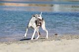 WHIPPET 180